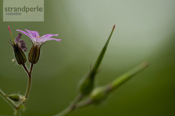 Lila Blume mit Blütenknospen