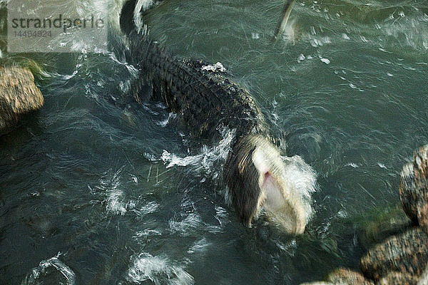 Ein amerikanischer Alligator beim Fischfang  Huntington Beach State Park  South Carolina  USA.