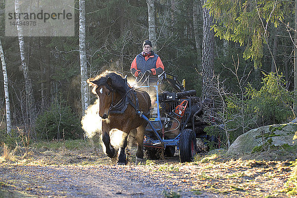 Ein Holzfäller bei der Arbeit im Wald  Schweden.