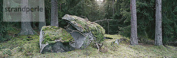Blick auf einen moosbewachsenen Felsen im Wald