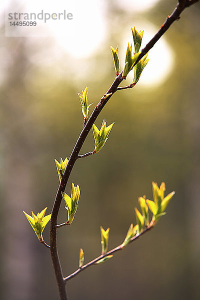 Frühling  Norrbotten  Schweden.