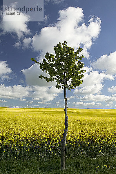 Neu gepflanzter Baum neben einem Feld  Schweden.