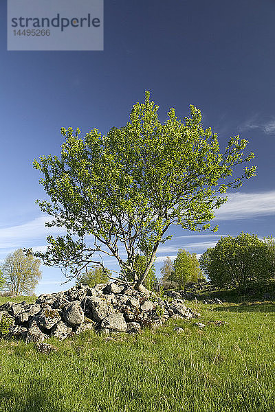 Ein grüner Baum  Schweden.
