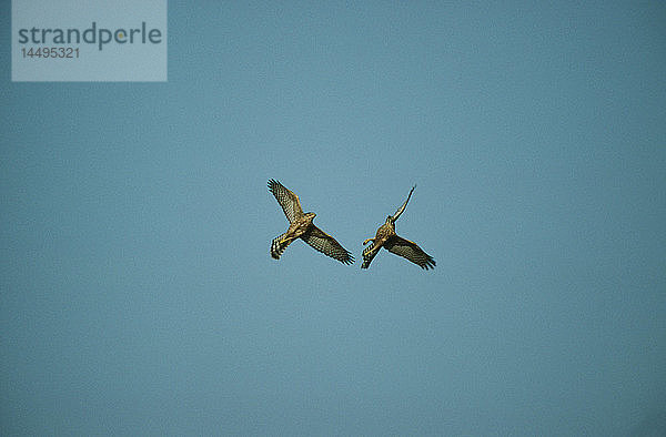 Zwei Vögel fliegen