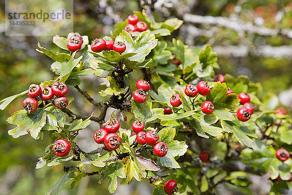 Rote Beerenfrüchte am Zweig