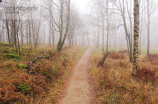 Fußweg durch Bäume im Nebel