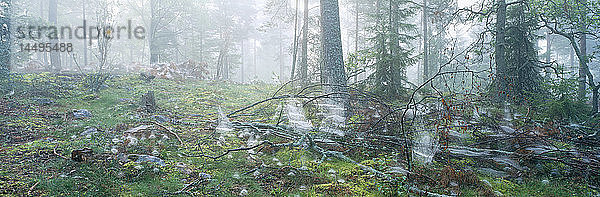 Blick auf Wald im Nebel