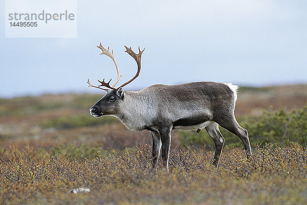 Rentiere grasen in der Landschaft