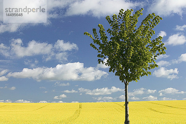 Neu gepflanzter Baum neben einem Feld  Schweden.