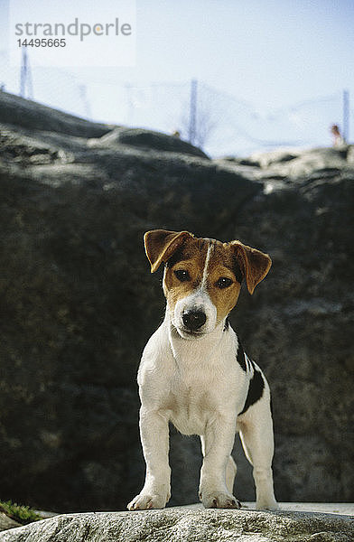 Hund auf Felsen stehend