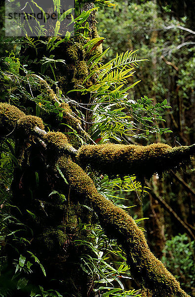 Moosbewachsener Baum im Regenwald