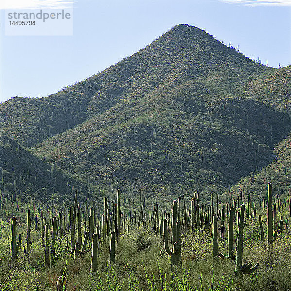 Berg mit üppigem Wald