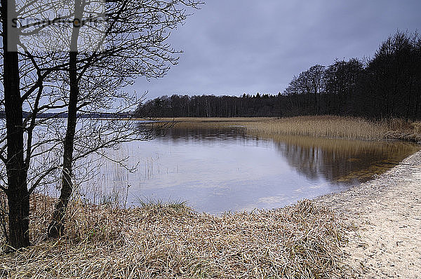 Das Ufer eines Sees  Schweden.
