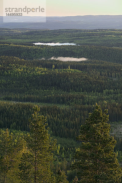 Blick auf eine Waldlandschaft  Schweden.