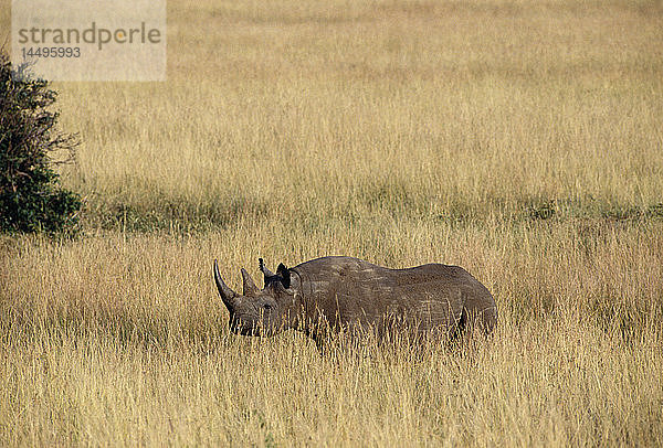 Spitzmaulnashorn auf einer Wiese