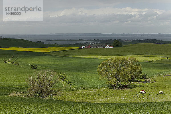 Agrarlandschaft  Jylland  Dänemark.