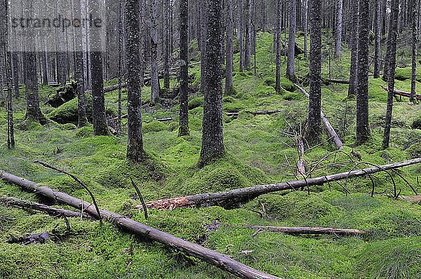 Bäume in einem Wald  Schweden.