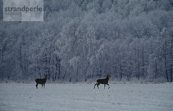 Hirsch in der Nähe eines verschneiten Waldes