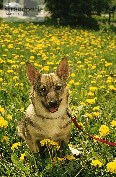 Hund im Blumengarten
