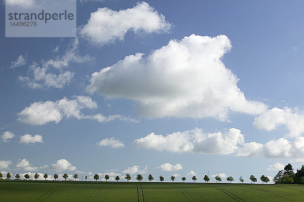 Weiße Wolken über einem Feld  Schweden.