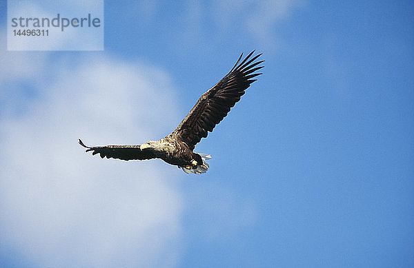 Seeadler fliegt gegen den Himmel