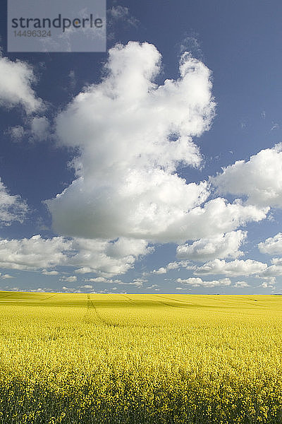 Weiße Wolken über gelbem Feld  Schweden.