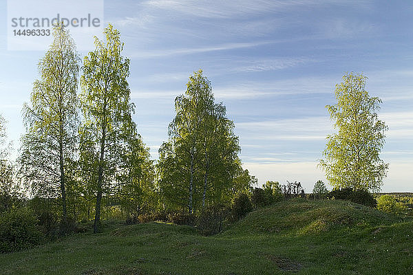 Birken auf einem grünen Hügel  Schweden.