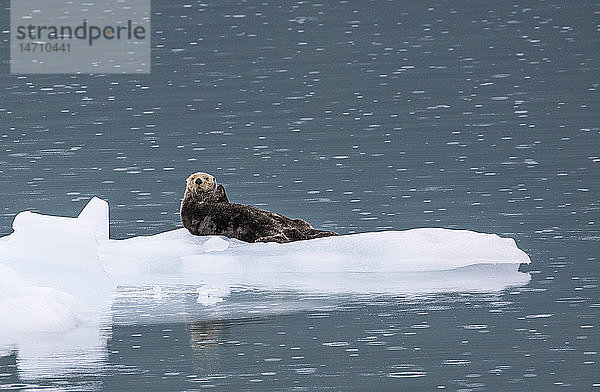 Otter auf Eisscholle