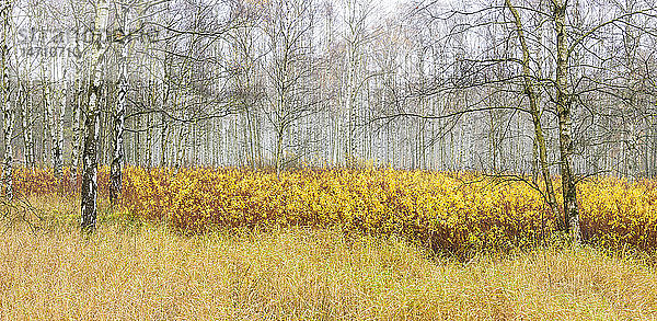 Birkenwald im Herbst