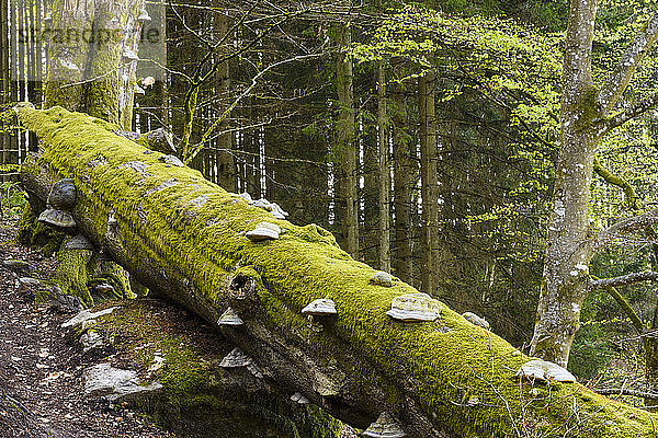 Umgefallener Baum im Wald