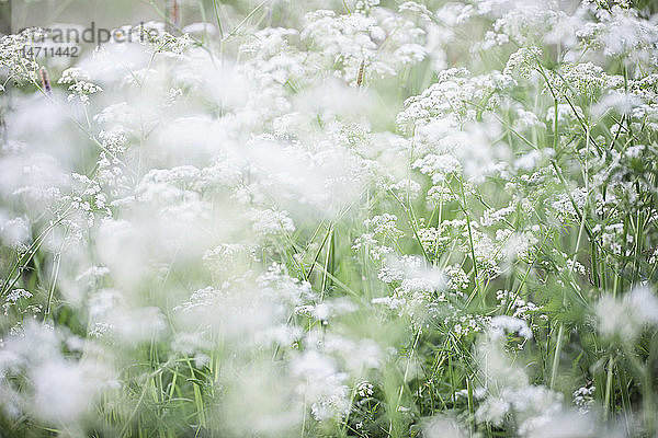 Wiese mit weißen Blumen