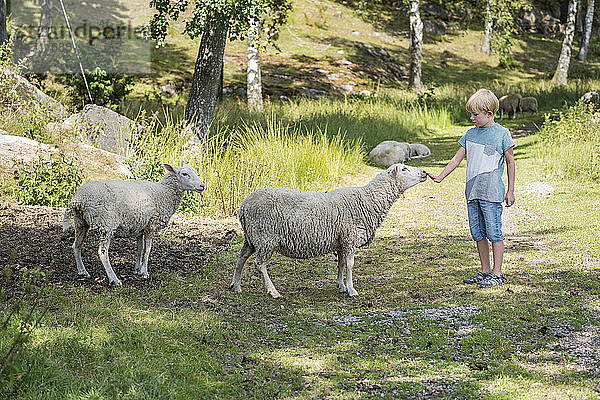 Junge streichelt Schaf