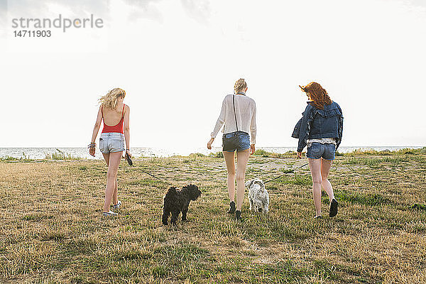 Drei Frauen gehen mit Hunden spazieren
