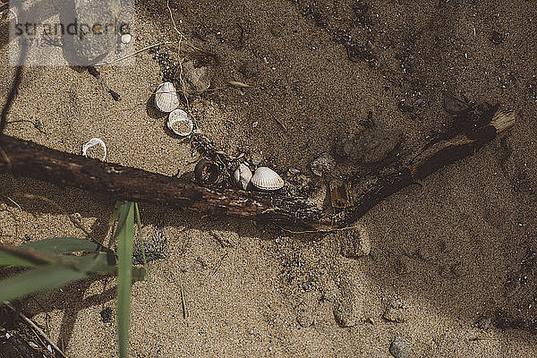 Holz und Muscheln auf Sand