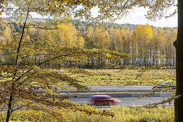 Herbstbäume entlang der Straße