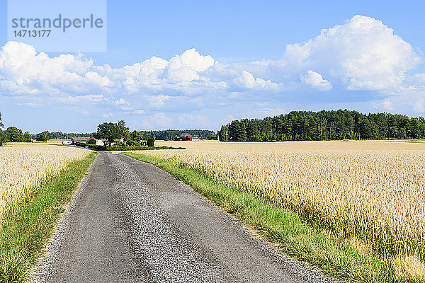 Weizenfeld entlang der Straße