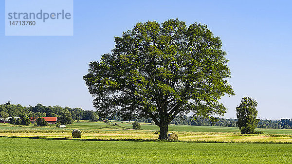 Baum auf Feld