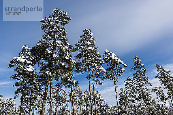 Winterbäume gegen blauen Himmel