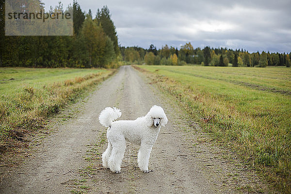 Hund stehend auf Feldweg