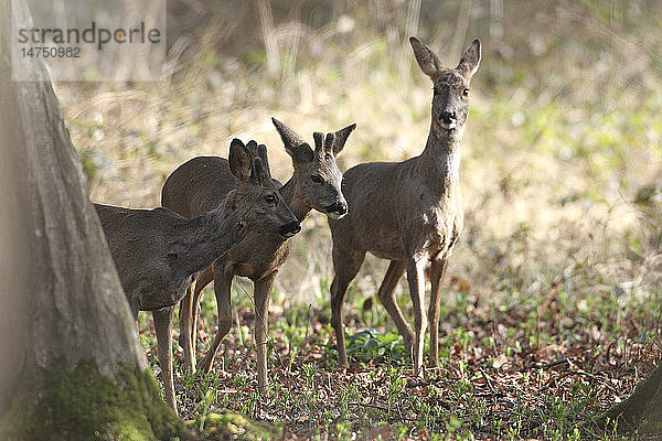 WESTLICHES REHWILD