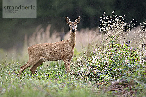 WESTLICHES REHWILD