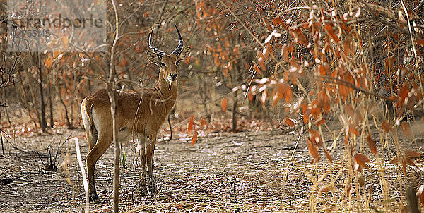 ANTELOPE