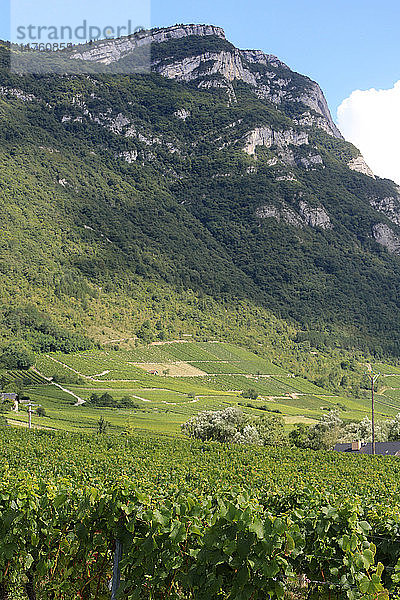 Vin de Savoie. Weinberg Chignin. Mongelas (1.301 m).