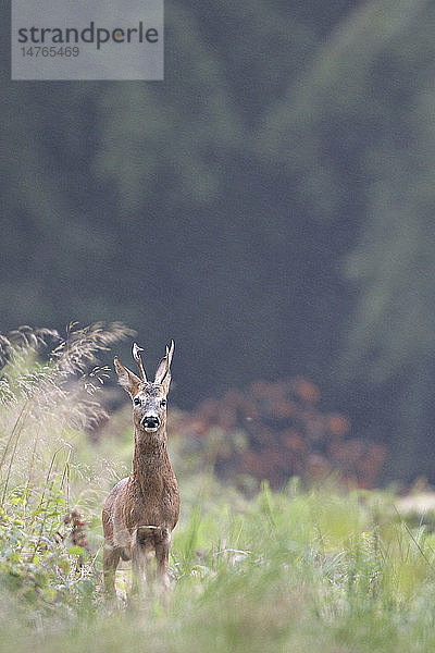 WESTLICHES REHWILD