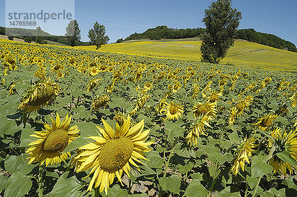 EIN FELD VOLLER SONNENBLUMEN