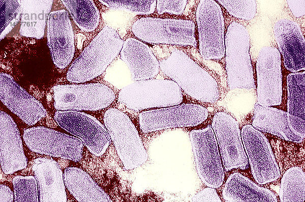 VESIKULÄRE STOMATITIS-VIRUS