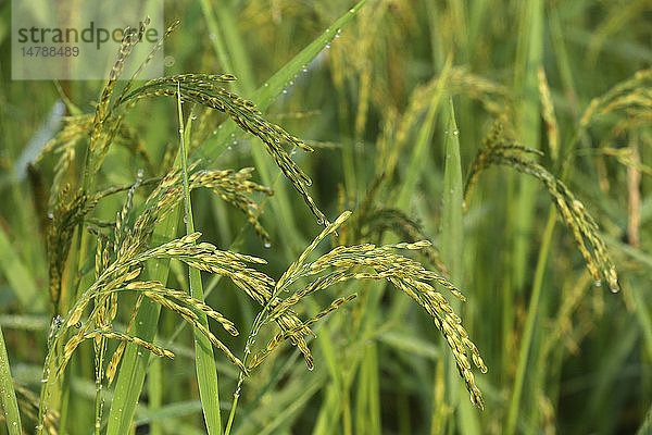 Landwirtschaft. Nahaufnahme von Reis  der in einem Reisfeld wächst.