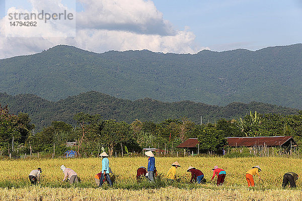 Landwirte bei der Arbeit in Reisfeldern in ländlicher Umgebung.