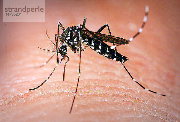 Dies ist eine weibliche Aedes albopictus-Mücke  die eine Blutmahlzeit von einem menschlichen Wirt zu sich nimmt. Unter experimentellen Bedingungen hat sich die Aedes albopictus-Mücke  die auch als asiatische Tigermücke bekannt ist  als Überträger des West-Nil-Virus erwiesen. Aedes ist eine Gattung aus der Familie der Stechmücken (Culicine).