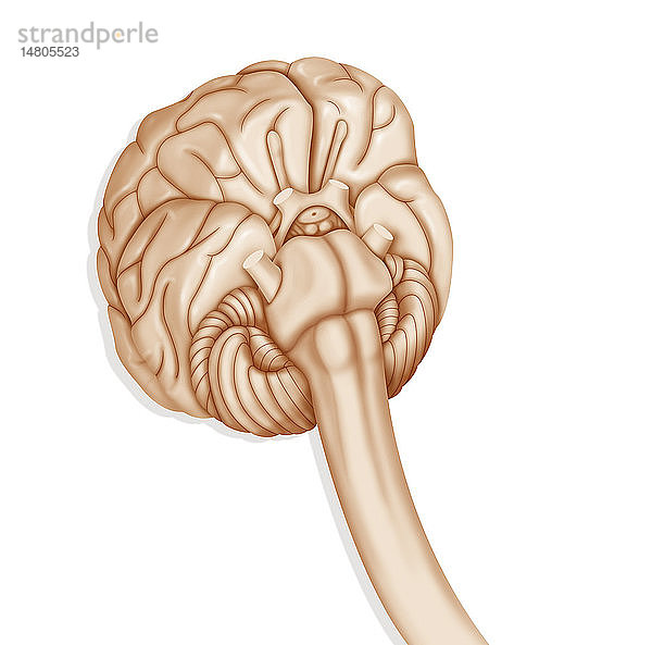 Illustration des Gehirns. Zu sehen sind die rechte Gehirnhälfte  die ersten Nerven  das Chiasma opticum  der Hypothalamus  die Mammillarkörperchen  der Nervus trigeminus  der Hirnstamm mit dem Pons  die Medulla oblongata und das Kleinhirn.